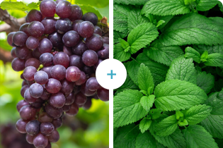 বুলেটেডান প্রযুক্তি