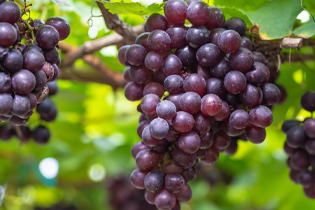 বুলেটেডান প্রযুক্তি