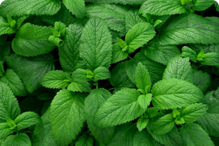 বুলেটেডান প্রযুক্তি